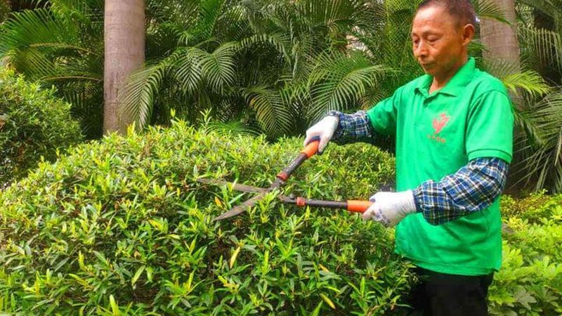 小区绿化方案，为何总在交付后“变味