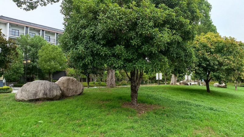 小区绿化植物搭配设计，打造宜居生态家园