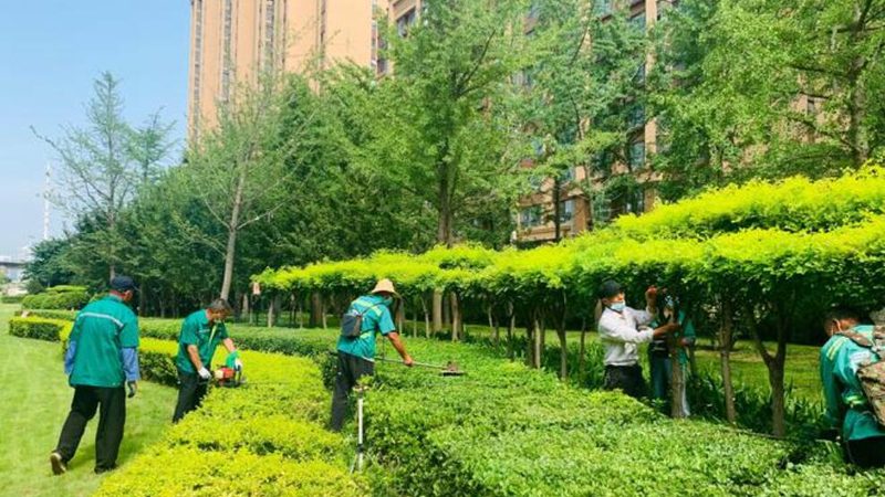 苗木病虫害防治：揭秘十大品牌背后的技术奥秘**